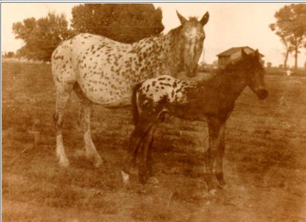 LEOPARD LADY