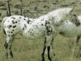 ULRUCH SIOUX KAY