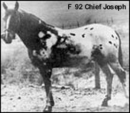 Chief Joseph
