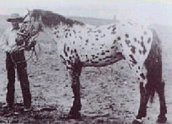 MORGAN'S LEOPARD