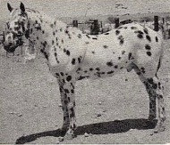 SIRI SHEIK