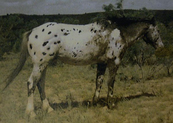 MANSFIELD'S COMANCHE